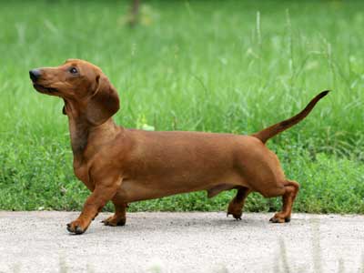 wiener dog