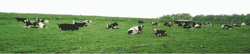 "Moo, okay Moo.  I said MOO!  Moo Moo Moo." -- Betsy continues to nag her stud to take out the trash.