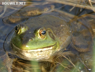 bullfrog